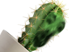 euphorbe-cactus-risitas-epine