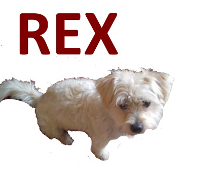 kamiyada rex risitas chien