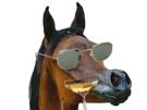 cheval-superstar-lunettes-other-bifidus-jvc
