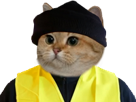 roux-animal-bonnet-yellow-gilet-vest-jaune-chat-risitas-cat-noir