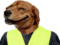 chien jaune risitas risidog gilet
