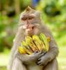 banane-singe-bouf-clee-rhoya-other-content-vainqueur-rhey-afrique-troll-macaque-alpha