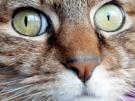 animal-choque-enerve-cat-pensif-other-blase-mignon-miaou-yeux-surpris-zoom-chat-chatte