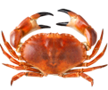 pd-risitas-fdp-crabe