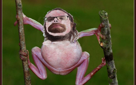 grenouille-moche-gros-risitas-frog-barbe