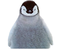 manchot-risitas-pingouin-beau