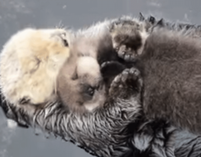 loutre maman cute calin