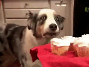 transcendence louche potestaquisiteur chien bizarre risitas fou toutou dog