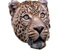 ours-other-risitas-tigre-jesus-animaux-leopard-jaguar-guepard-issou-lion-chankla-chancla-marrant