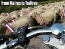 moutons traitres risitas maires