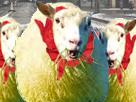 foulard-mouton-pied-politic-lrem-rouge-jaune-gilet-macron-petit