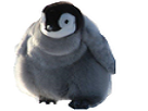 manchot-other-pingouin-beau