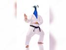 judo-karate-kung-attaque-paon-fu-shen-risitas