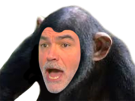 risitas-praud-chimpanze-pascal-singe
