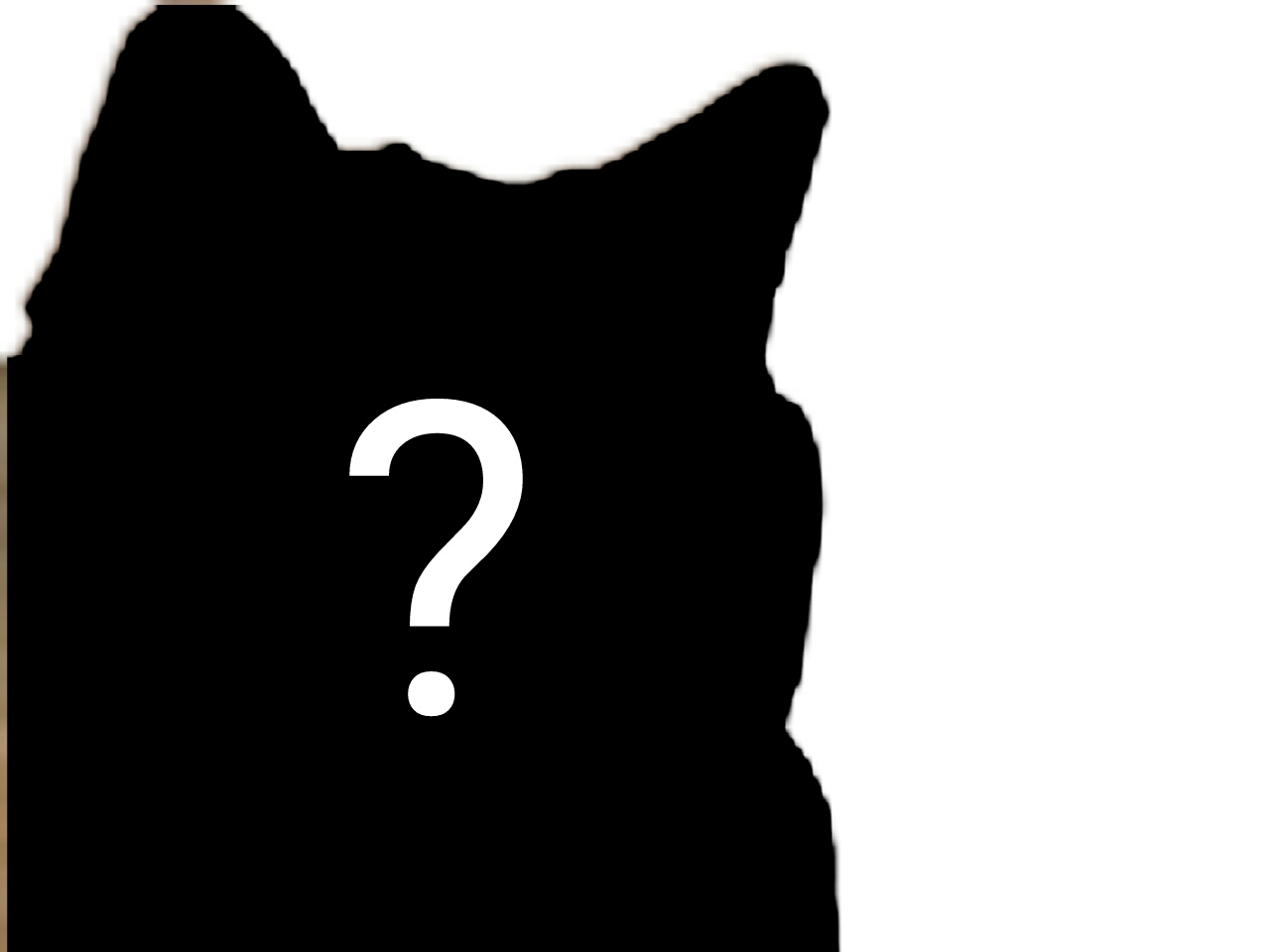 risitas chat mystere noir