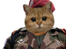 commandant-risitas-chat-roux