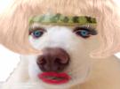 maquillage-chien-cheveux-fruit-risitas-fraise-deguisement-animal-deguise-melon-dog-fille-pasteque