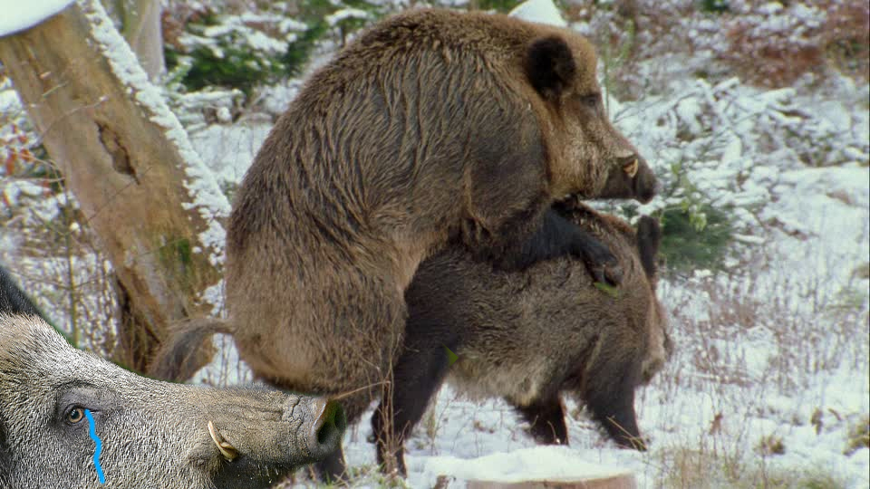 triste cuck sanglier