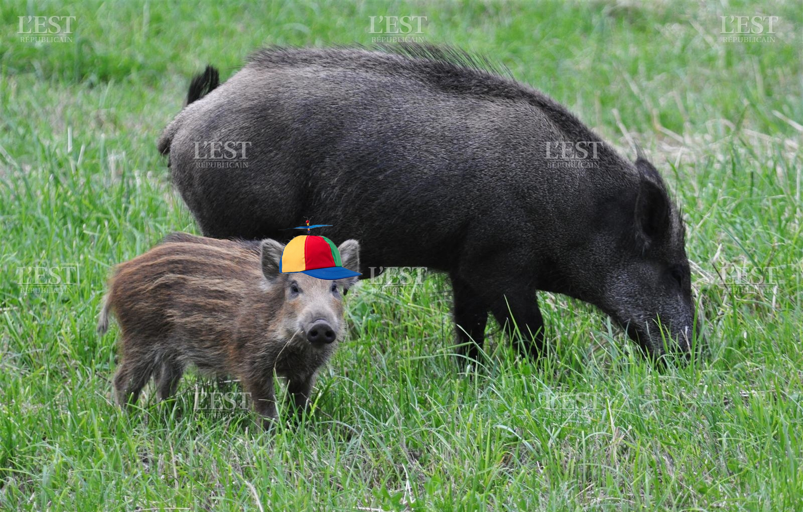 risitas victime sanglier celestin