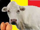 vache-jvc-belges-belgique-meuh-oeuf-belge-oeufs
