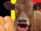 belges-oeufs-risitas-vache-belge-belgique-oeuf-meuh