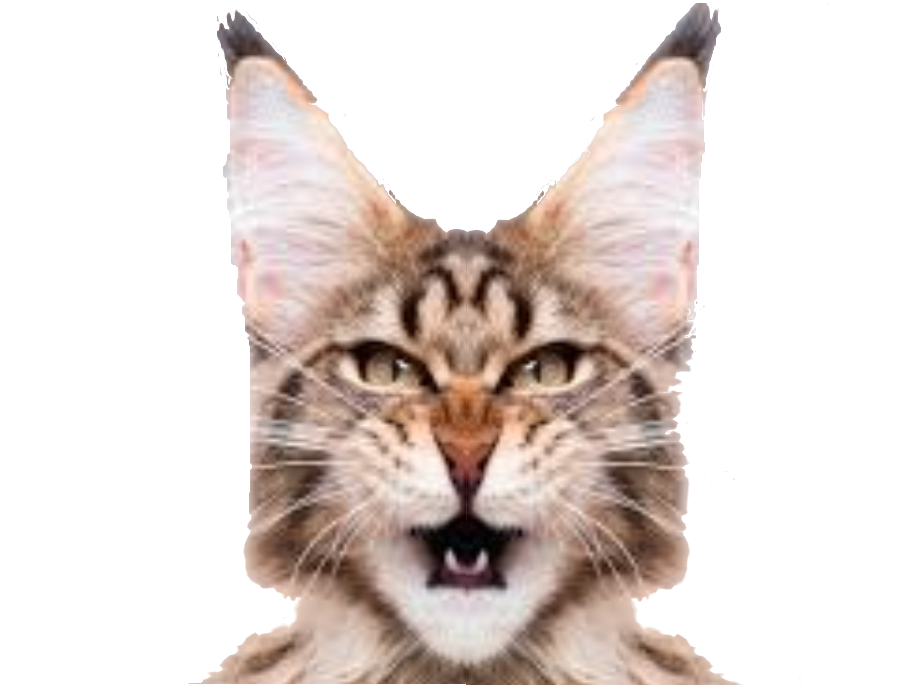 baille vener enerve fatigue mignon chat venere miroir