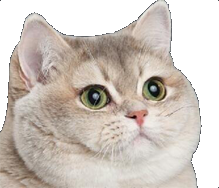 gros cat chat risitas