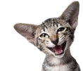 rire-joyeux-other-cat-chat