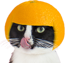 babine orange cat other chat