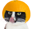 babine-orange-cat-other-chat