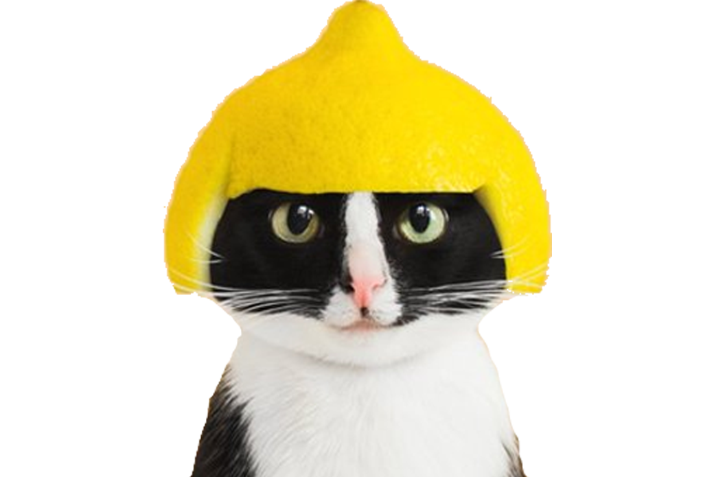 chat citron other cat babine