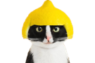 chat-citron-other-cat-babine