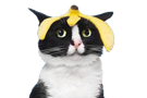 cat-other-chat-banane