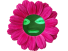 fleur-vert-risi-risitas