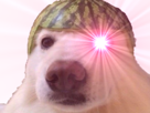 chien-melon-terminator-laser-jvc-chienmelon