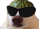 chien-cool-jvc-lunettes-soleil-chienmelon-melon