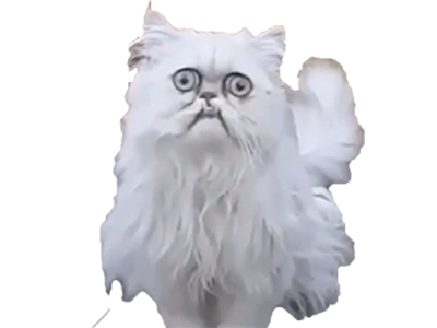 peur chat drogue bizarre risitas