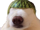 melon-blind-dog-other