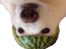 upside-dog-down-other-melon