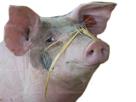 porc-ironique-truie-pig-ironie-animal-cochon
