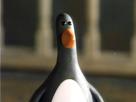 pingouin-wallace-risitas-gromit