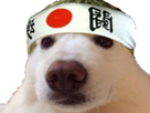 chien-japon-dog-melon-kikoo-kap-other-quiz-zoom