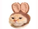 bunny-chat-mignon-cute-cat-kikoojap-lapin