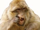macaque-mange-magot-ok-other-singe-mouais-dentiste-dent-croc-oke-gpalu-nom-ennui