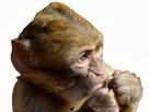 enfant-mange-petit-singe-nourriture-bebe-faim-nom-distrait-other-gpalu-magot-nomnom-manger-macaque