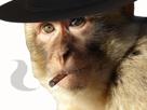 fume-classe-macaque-fumee-singe-regard-magot-ecoute-other-cowboy-whisky-interet-cigarre-chapeau-soir-issou