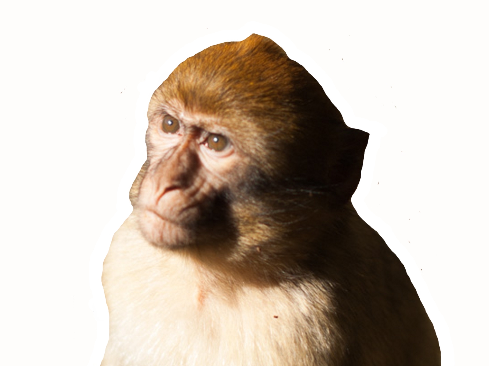 barbarie kawaii quoi serieux montagne other dubitatif mignon singe brun bruns perplexe yeux cute de kawai regard intelligent macaque surpris magot fond maroc blanc serieusement