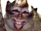 oskour-magot-macaque-aide-peur-secours-help-other-mignon-horrible-doux-sourire-singe-effrayant-tordu-aled-issou-crispe