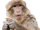 magot-deux-surpris-singe-oups-gilbert-risitas-gendarme-police-hopla-heures-tasse-suspect-cafe-macaque-demain-sucres-six-glissade