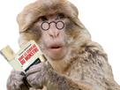 politic-hein-lunettes-litterature-livres-livre-surpris-singe-macaque-redouani-comment-daesh-lunette-kamal-magot-literature-lecture-daech-lecteur